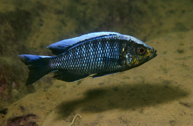 Copadichromis virginalis 'Manda'